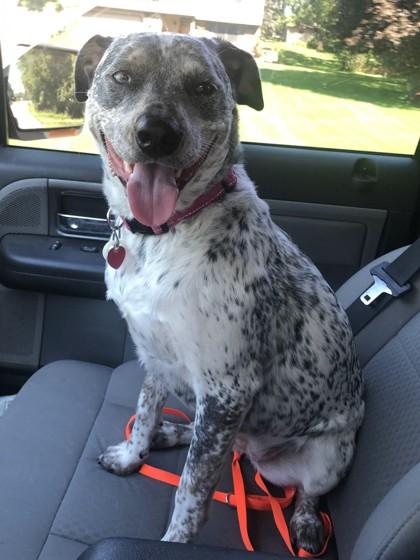 Enlarge Hukarere, a Adoptable mixed breed in Burlington, WI image 1/2