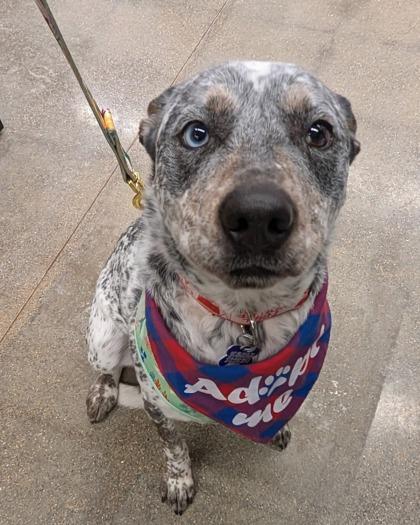 Hukarere, a Adoptable mixed breed in Burlington, WI image 1/3