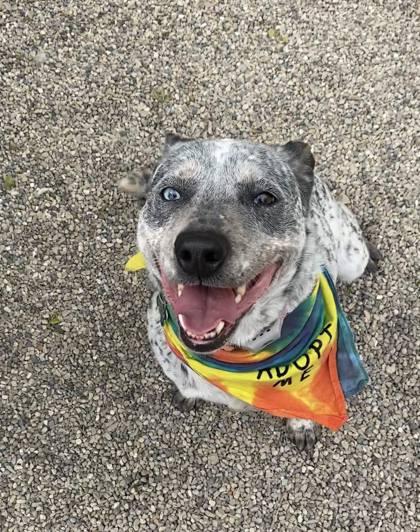 Hukarere, a Adoptable mixed breed in Burlington, WI image 2/3