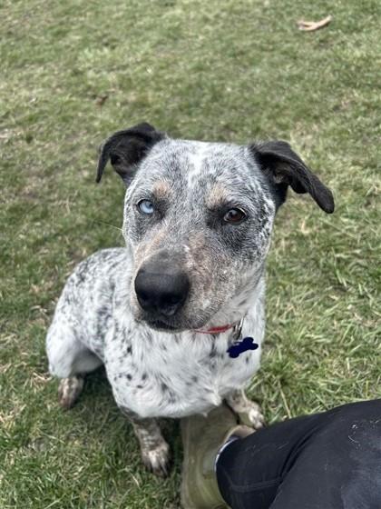 Enlarge Hukarere, a Adoptable mixed breed in Burlington, WI image 2/2