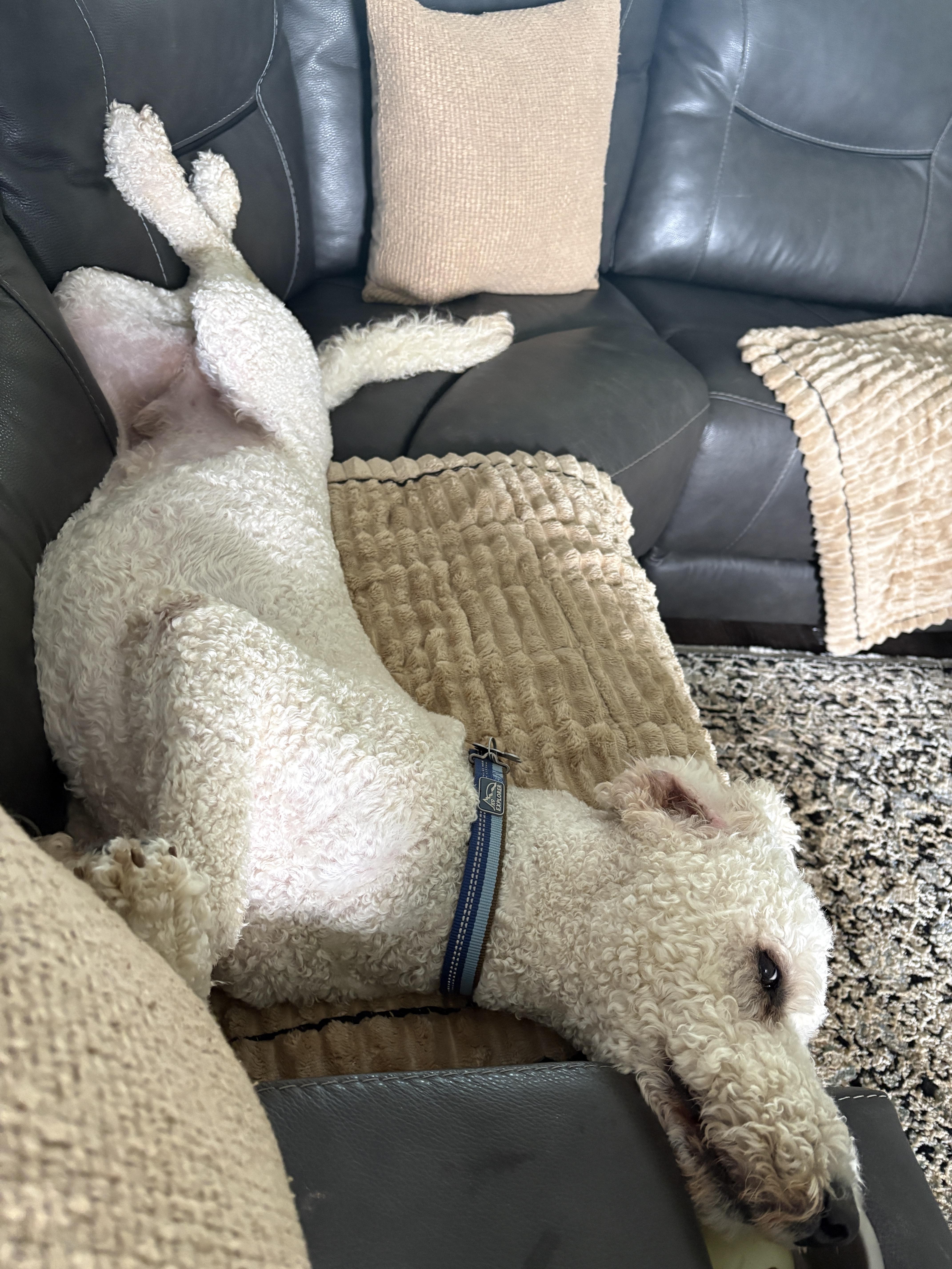 JoeyT, a ADOPTABLE Goldendoodle in Garland, TX image 3/5