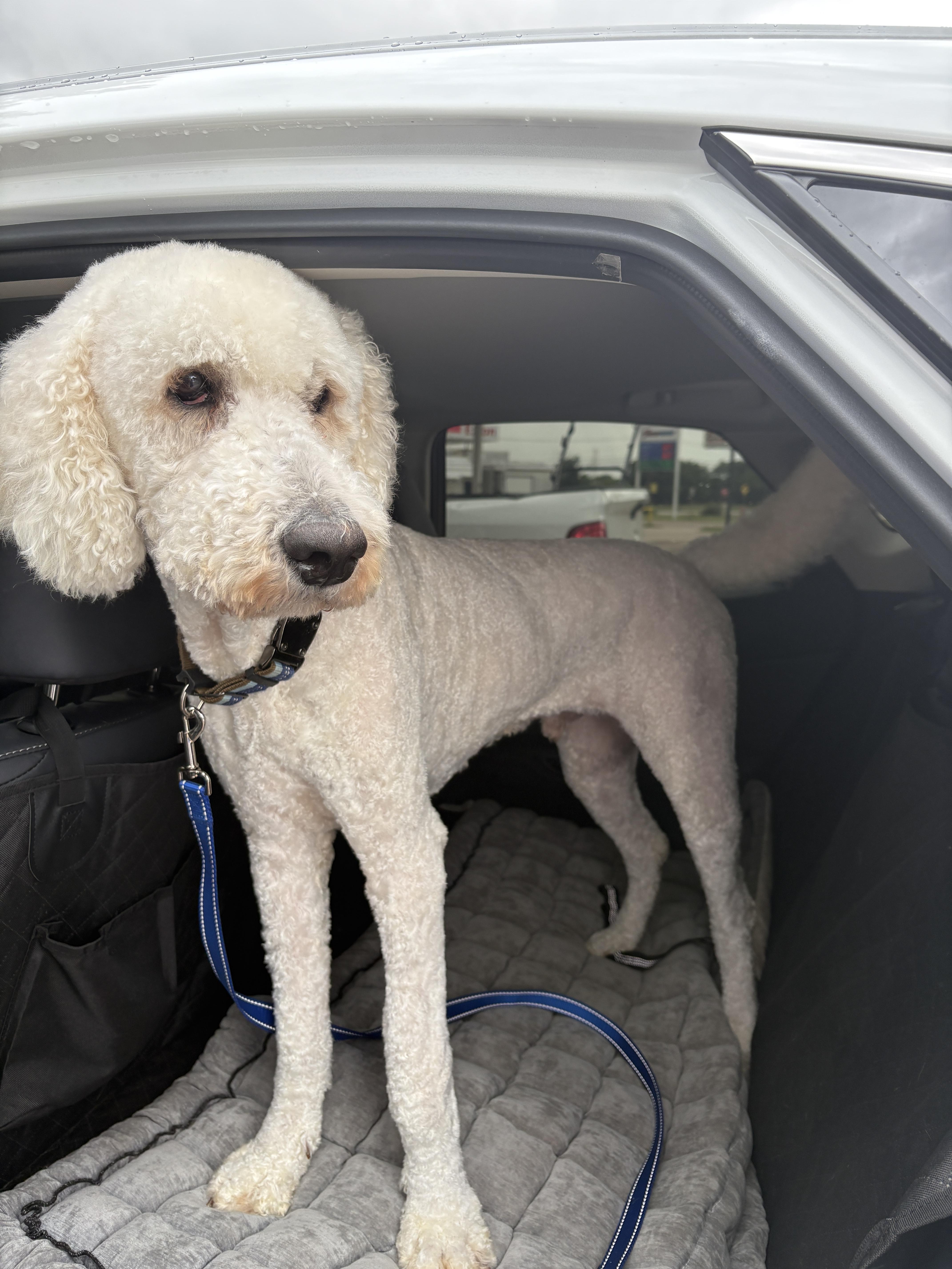 JoeyT, a ADOPTABLE Goldendoodle in Garland, TX image 4/5