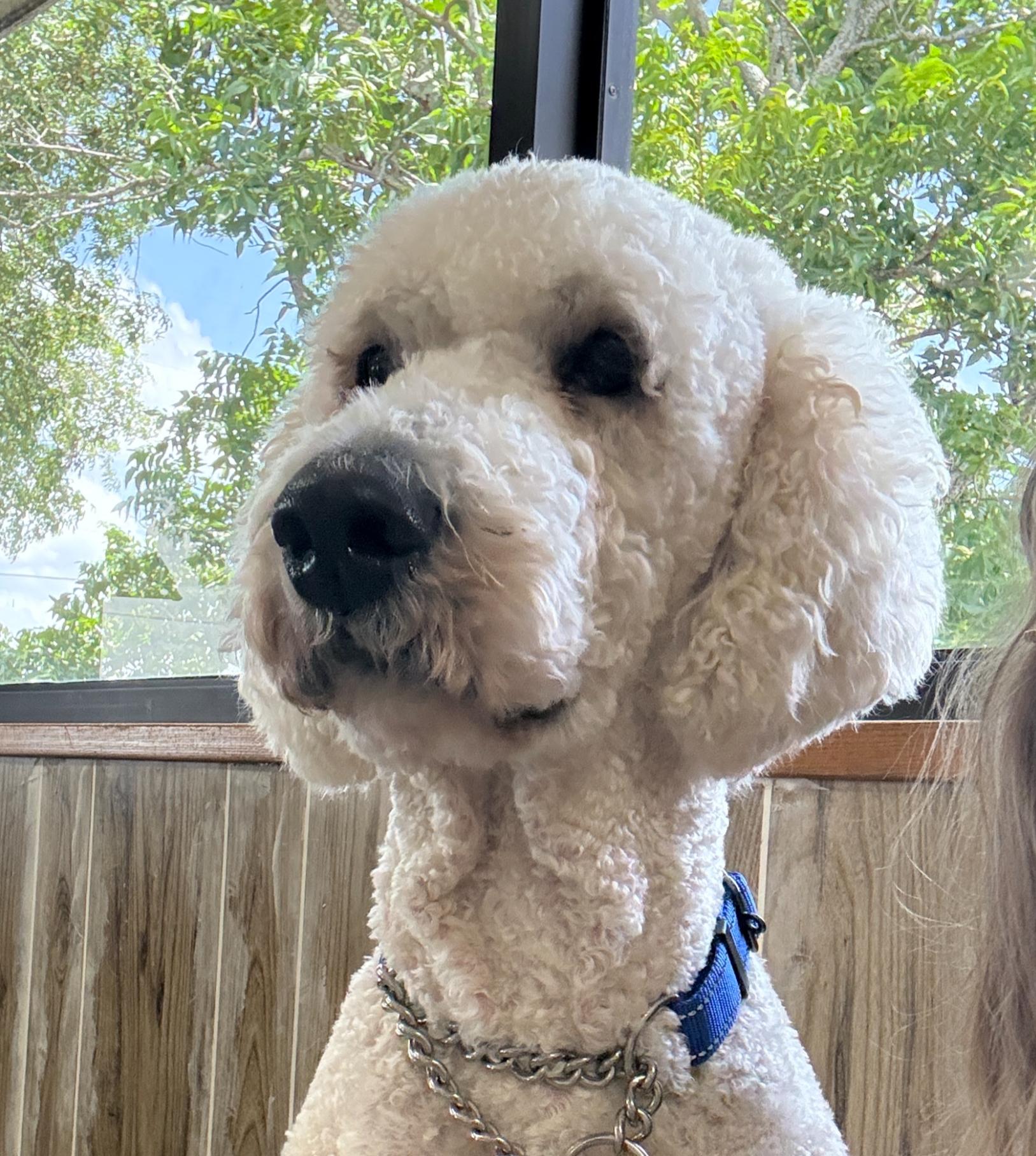 JoeyT, ADOPTABLE, Young Male Goldendoodle.