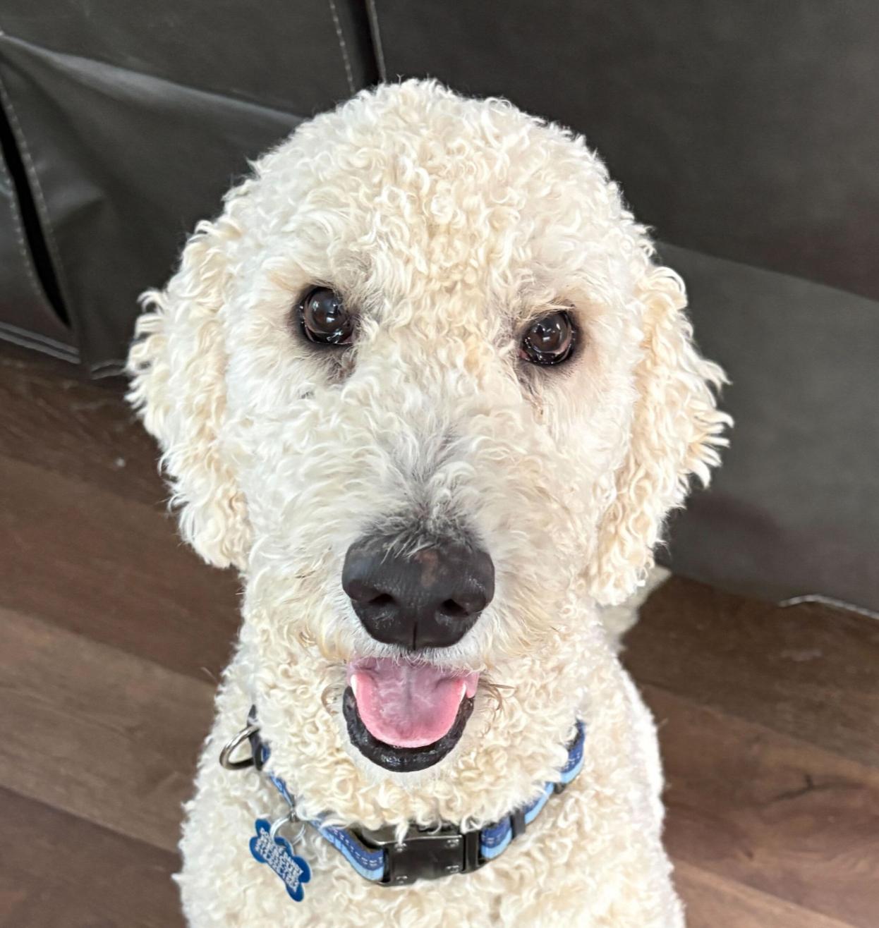 JoeyT, a ADOPTABLE Goldendoodle in Garland, TX image 2/5