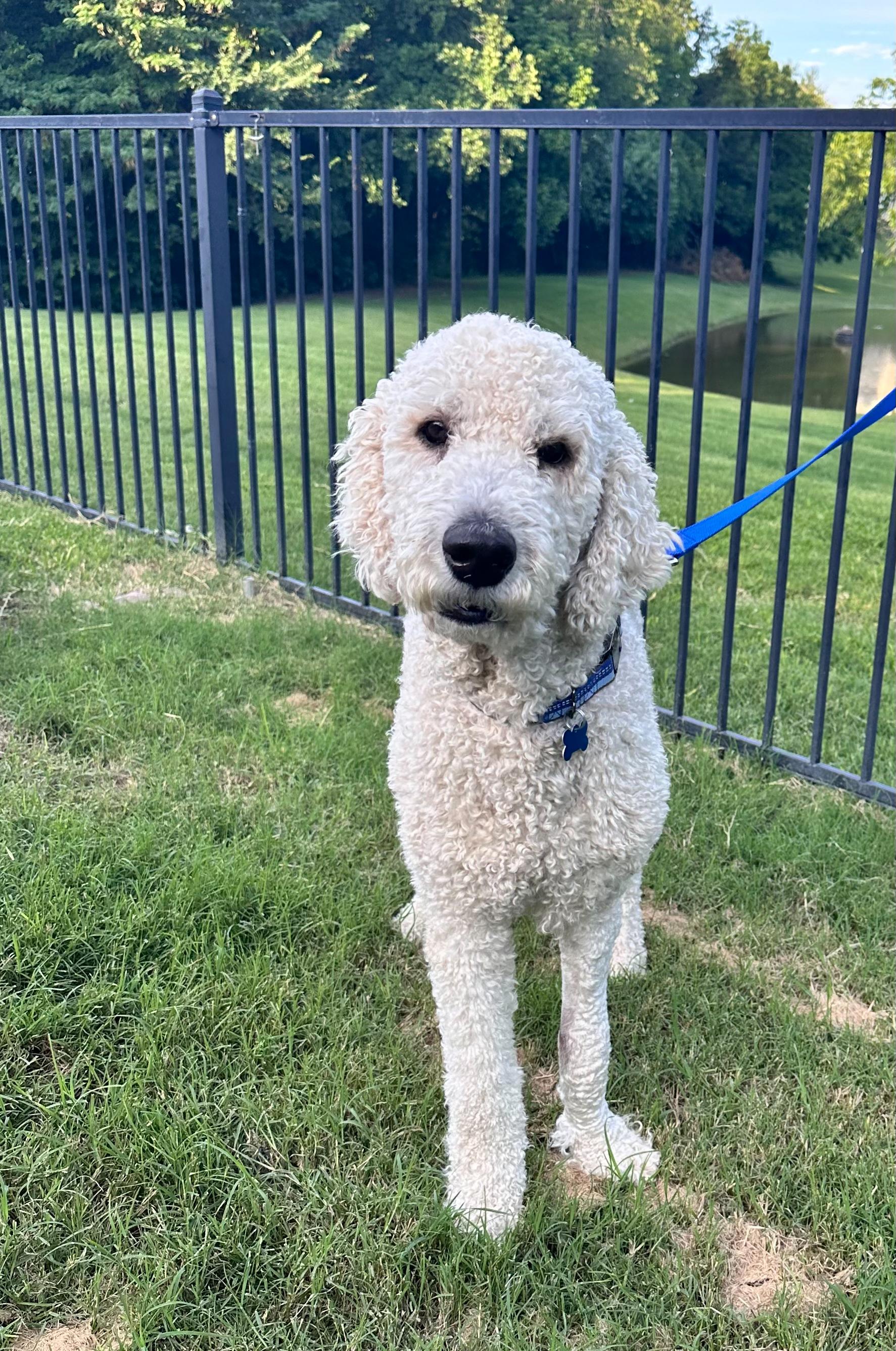 JoeyT, a ADOPTABLE Goldendoodle in Garland, TX image 5/5
