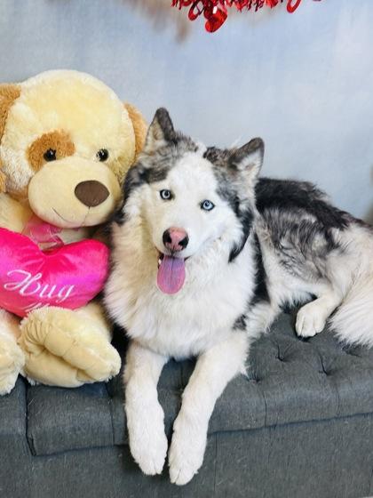 Enlarge Possum Kingdom, a Adoptable mixed breed in Cedar Hill, TX image 1/2