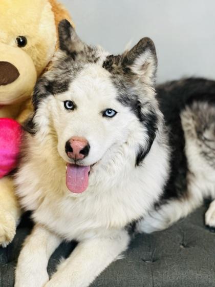 Enlarge Possum Kingdom, a Adoptable mixed breed in Cedar Hill, TX image 2/2