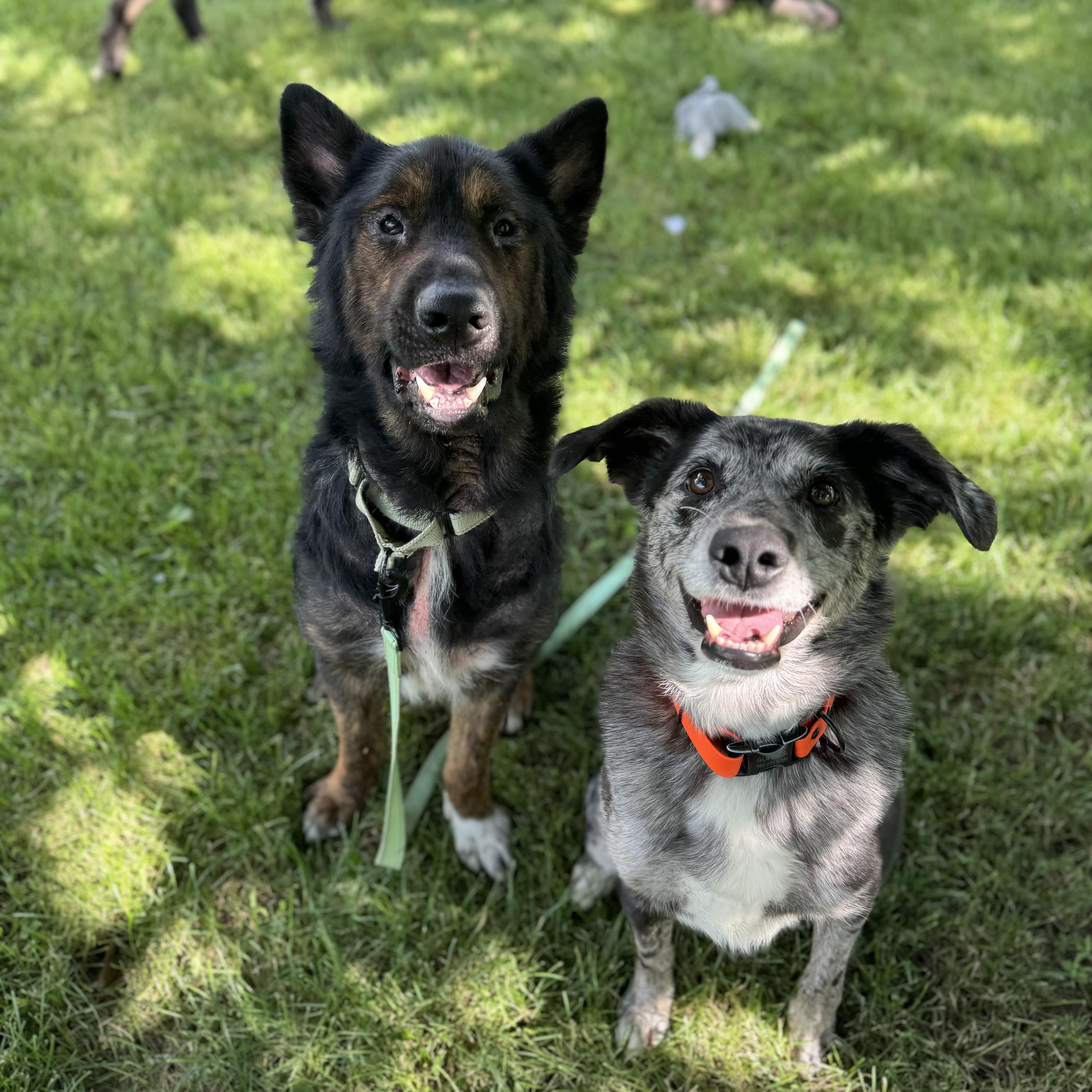 Enlarge Fowler, a ADOPTABLE mixed breed in China Township, MI image 6/6