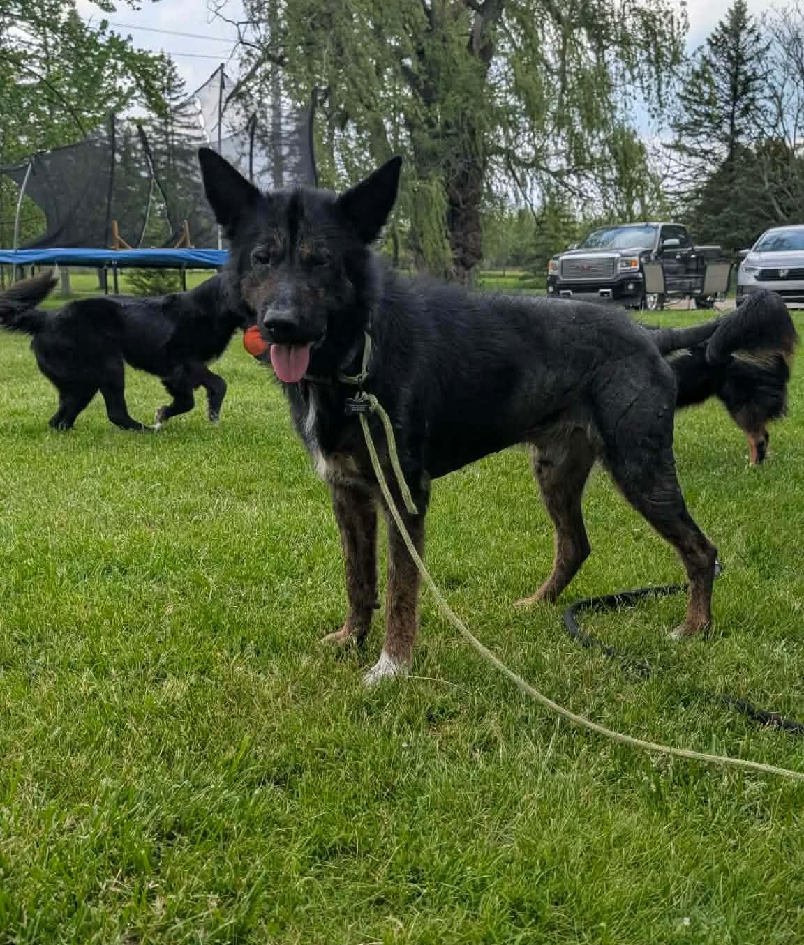 Enlarge Fowler, a ADOPTABLE mixed breed in China Township, MI image 1/5