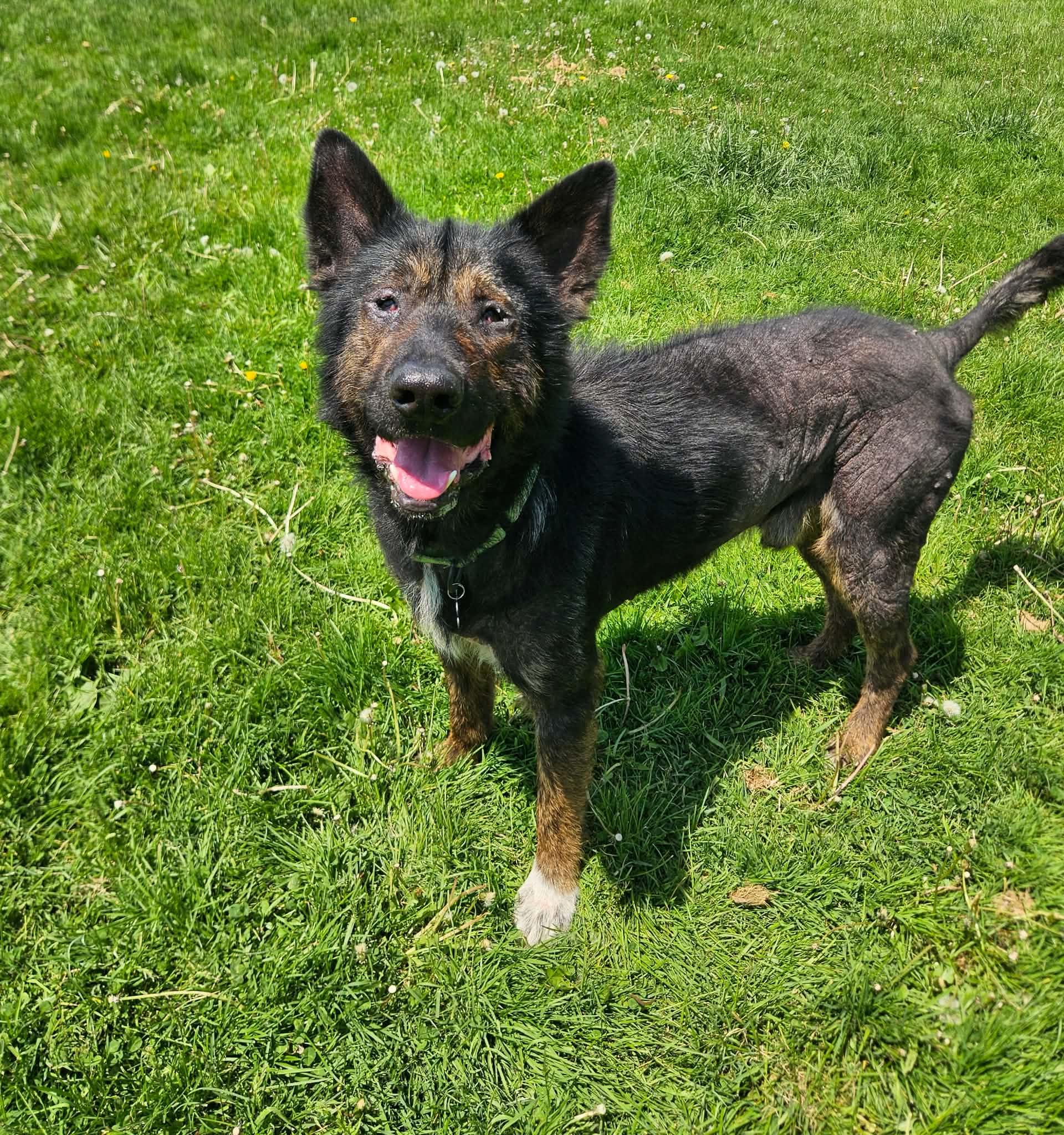 Enlarge Fowler, a ADOPTABLE mixed breed in China Township, MI image 5/5