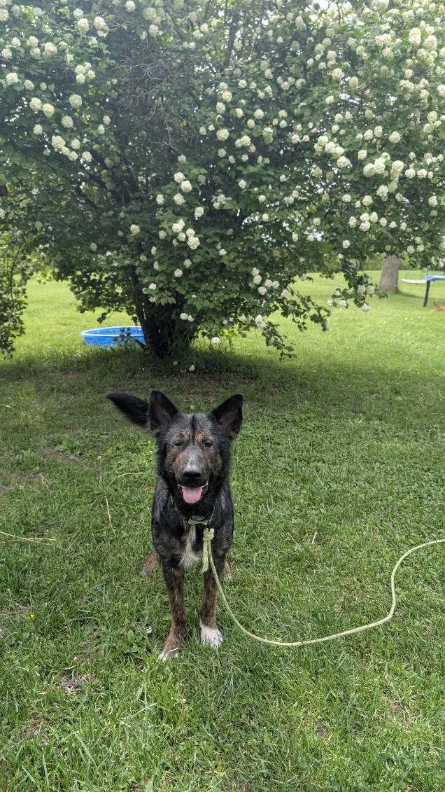 Fowler, ADOPTABLE, Adult Male German Shepherd Dog.