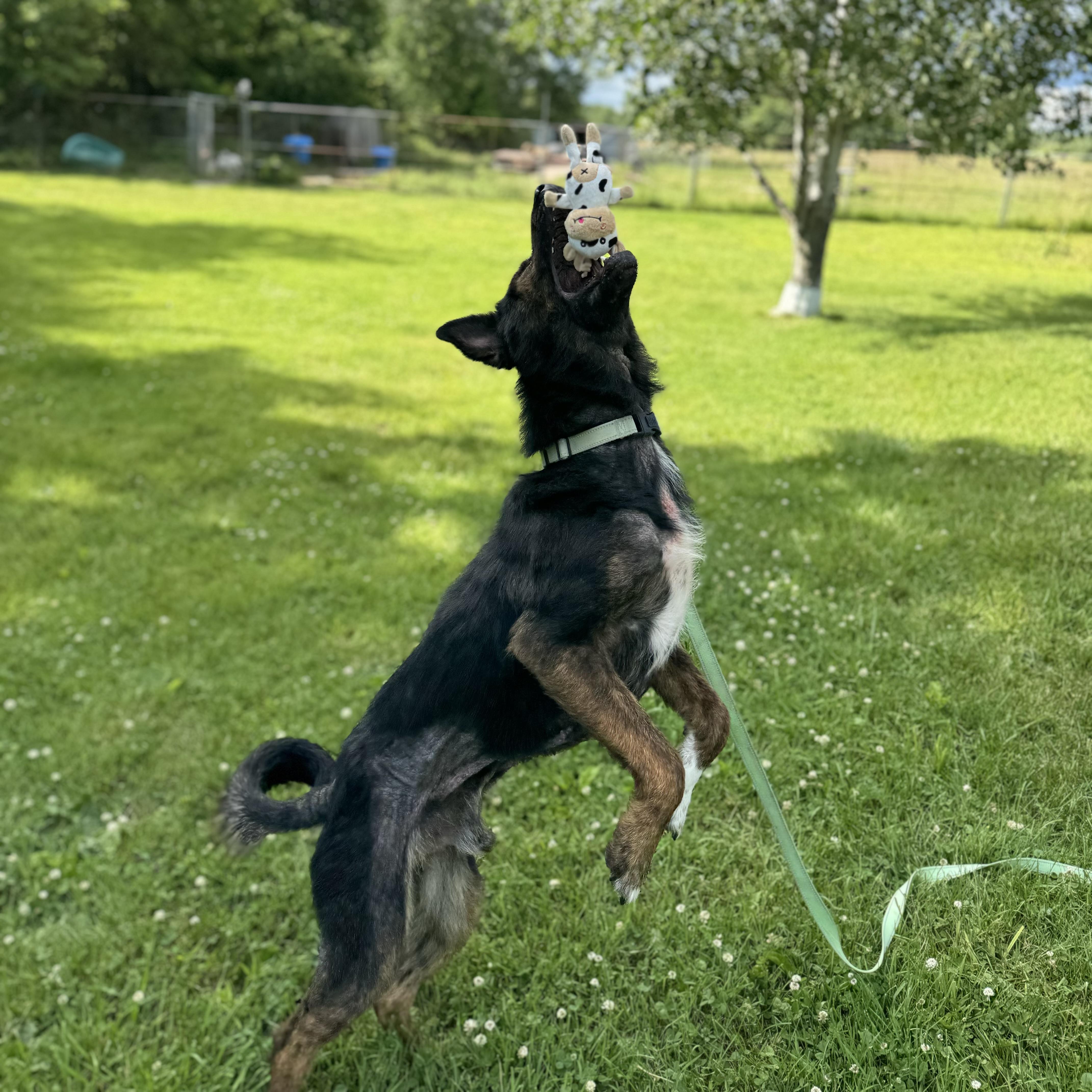Enlarge Fowler, a ADOPTABLE mixed breed in China Township, MI image 5/6