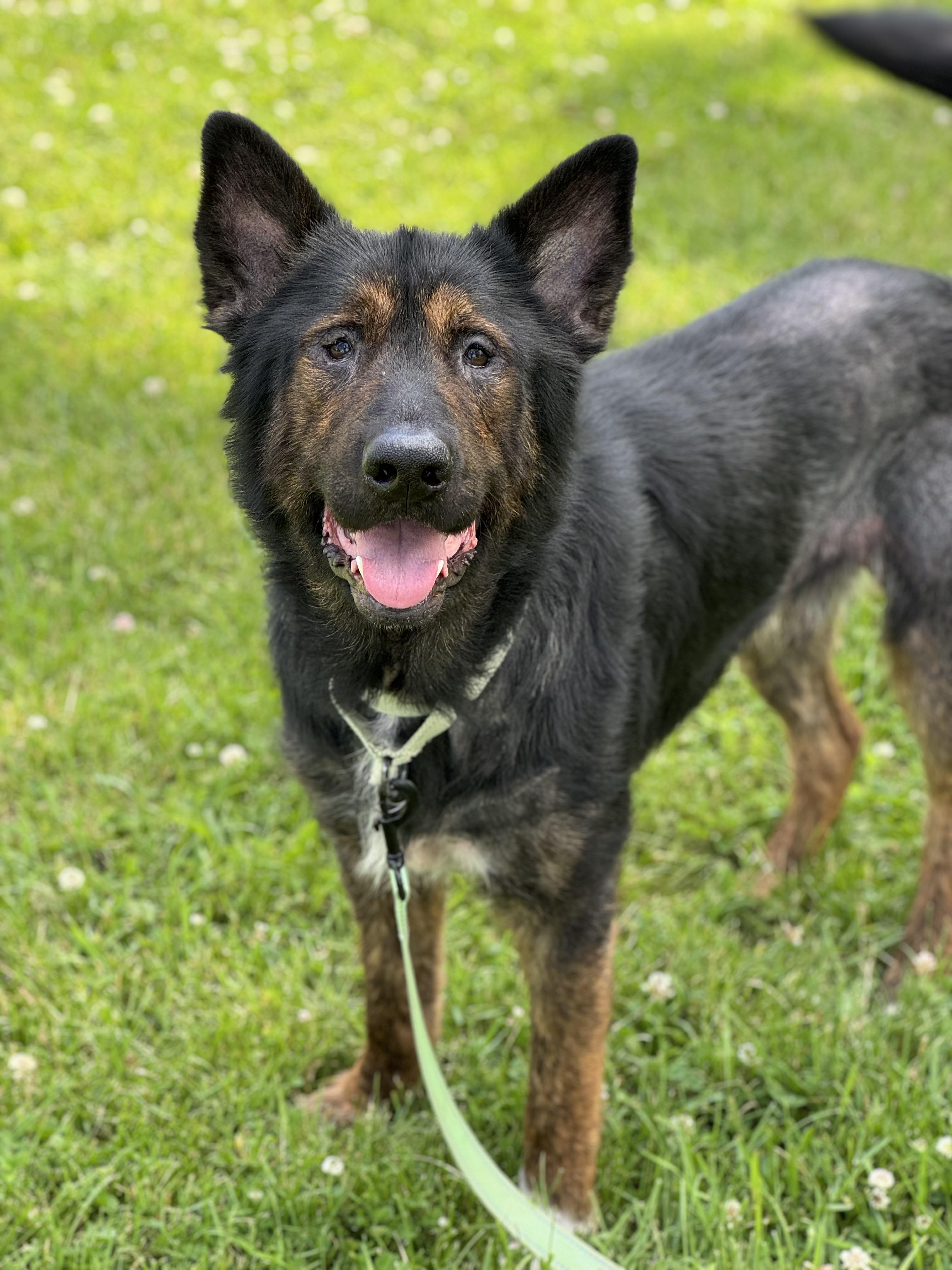 Enlarge Fowler, a ADOPTABLE mixed breed in China Township, MI image 4/6