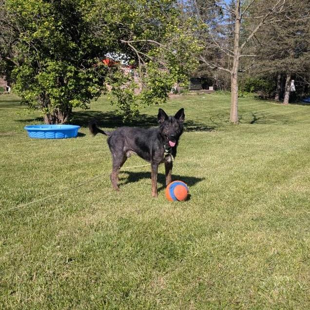 Enlarge Fowler, a ADOPTABLE mixed breed in China Township, MI image 4/5