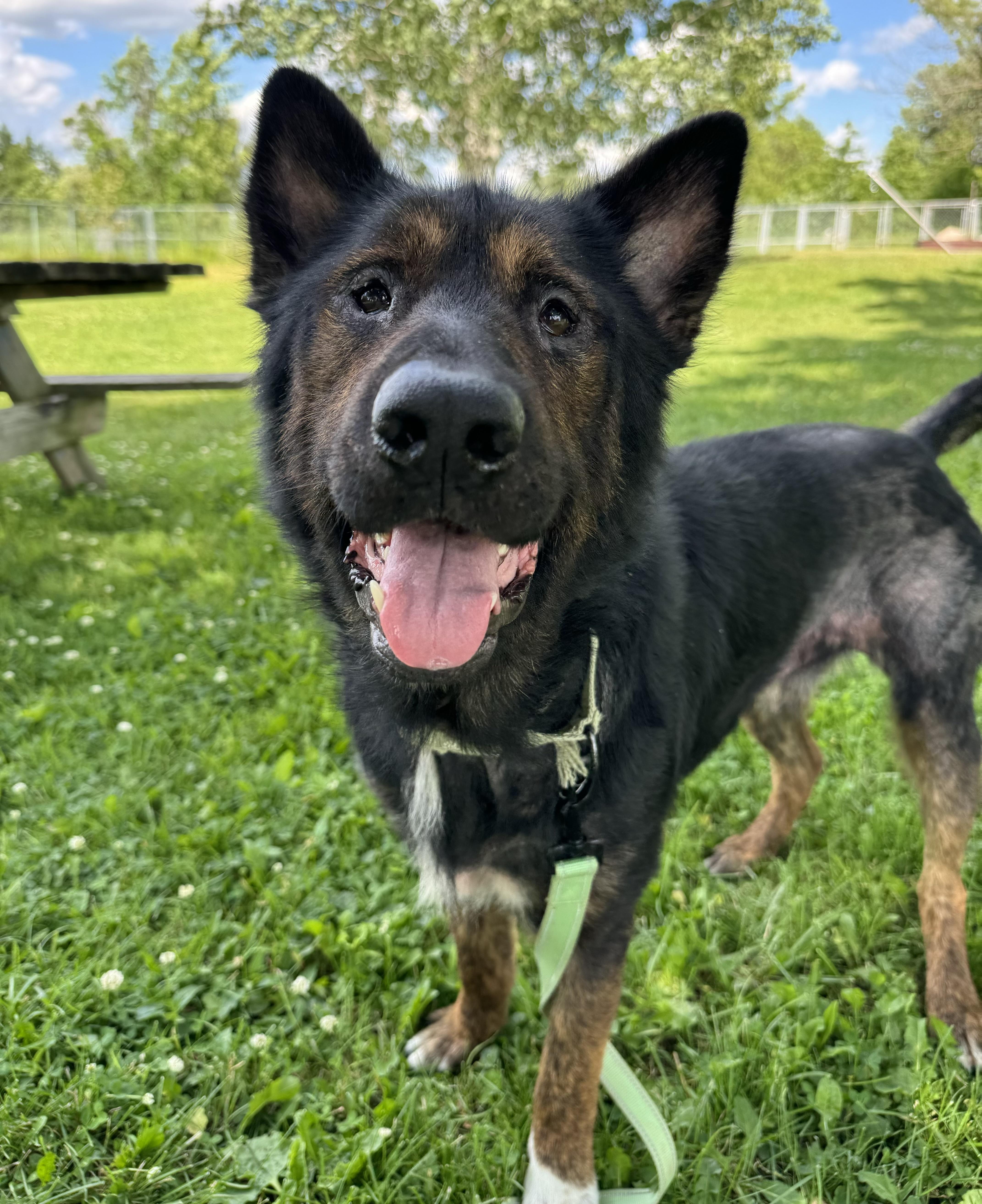 Fowler, ADOPTABLE, Adult Male German Shepherd Dog.