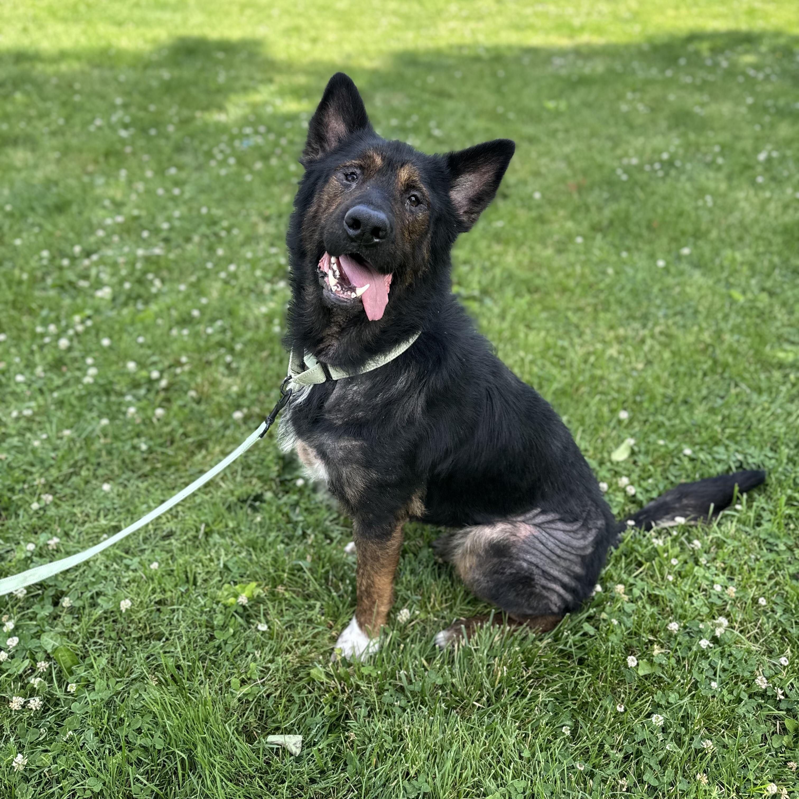 Enlarge Fowler, a ADOPTABLE mixed breed in China Township, MI image 2/6