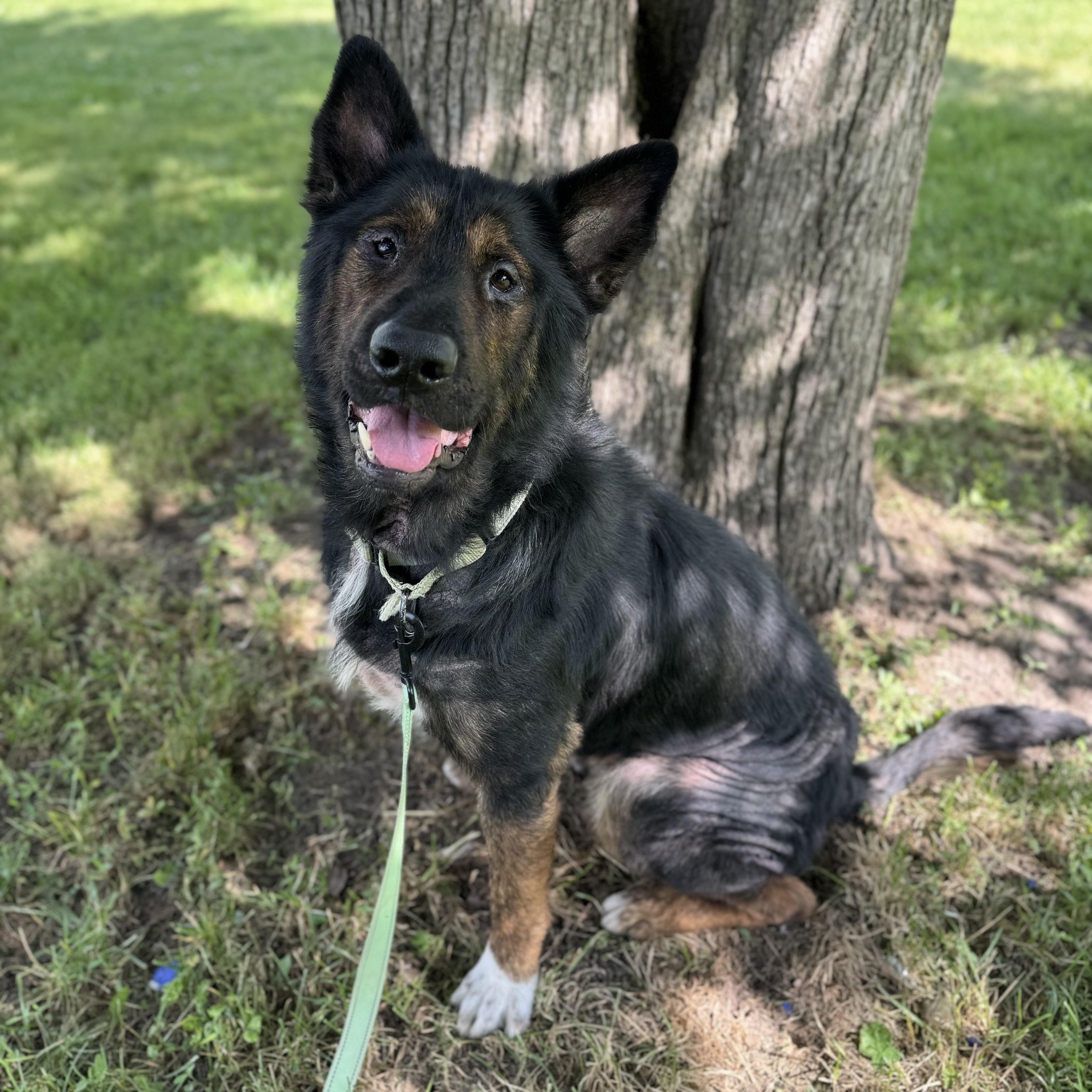 Enlarge Fowler, a ADOPTABLE mixed breed in China Township, MI image 3/6