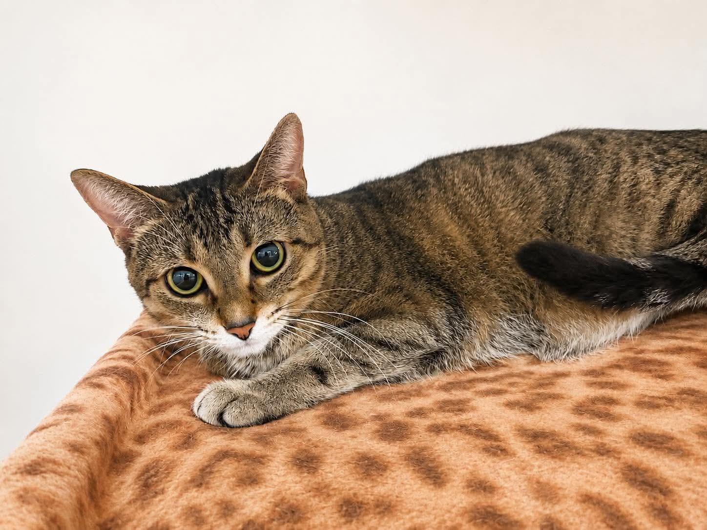 Enlarge OLIVE, a Adoptable Domestic Short Hair in Tillsonburg, ON image 1/3