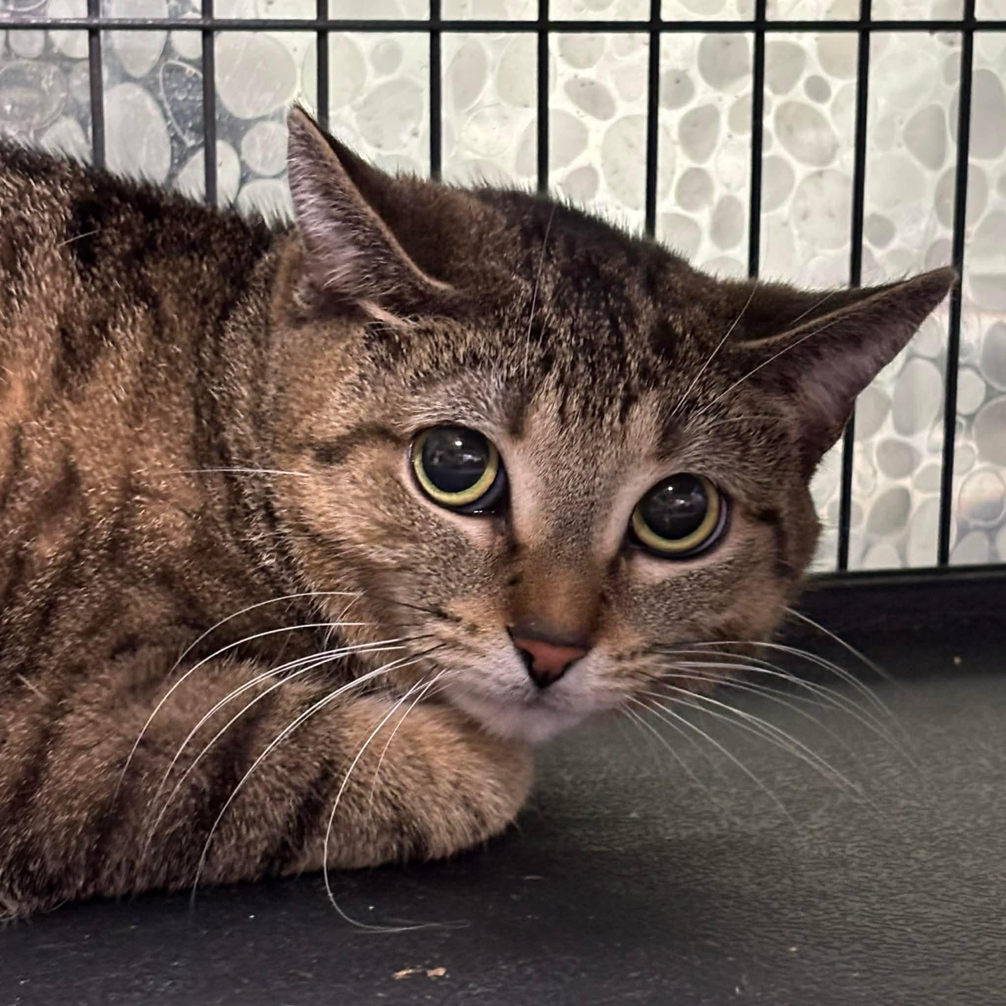 OLIVE, a Adoptable Domestic Short Hair in Tillsonburg, ON image 1/2