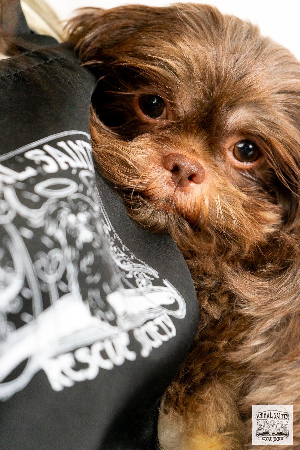 Enlarge Marilla, a Adoptable Shih Tzu in Fort Montgomery, NY image 5/5