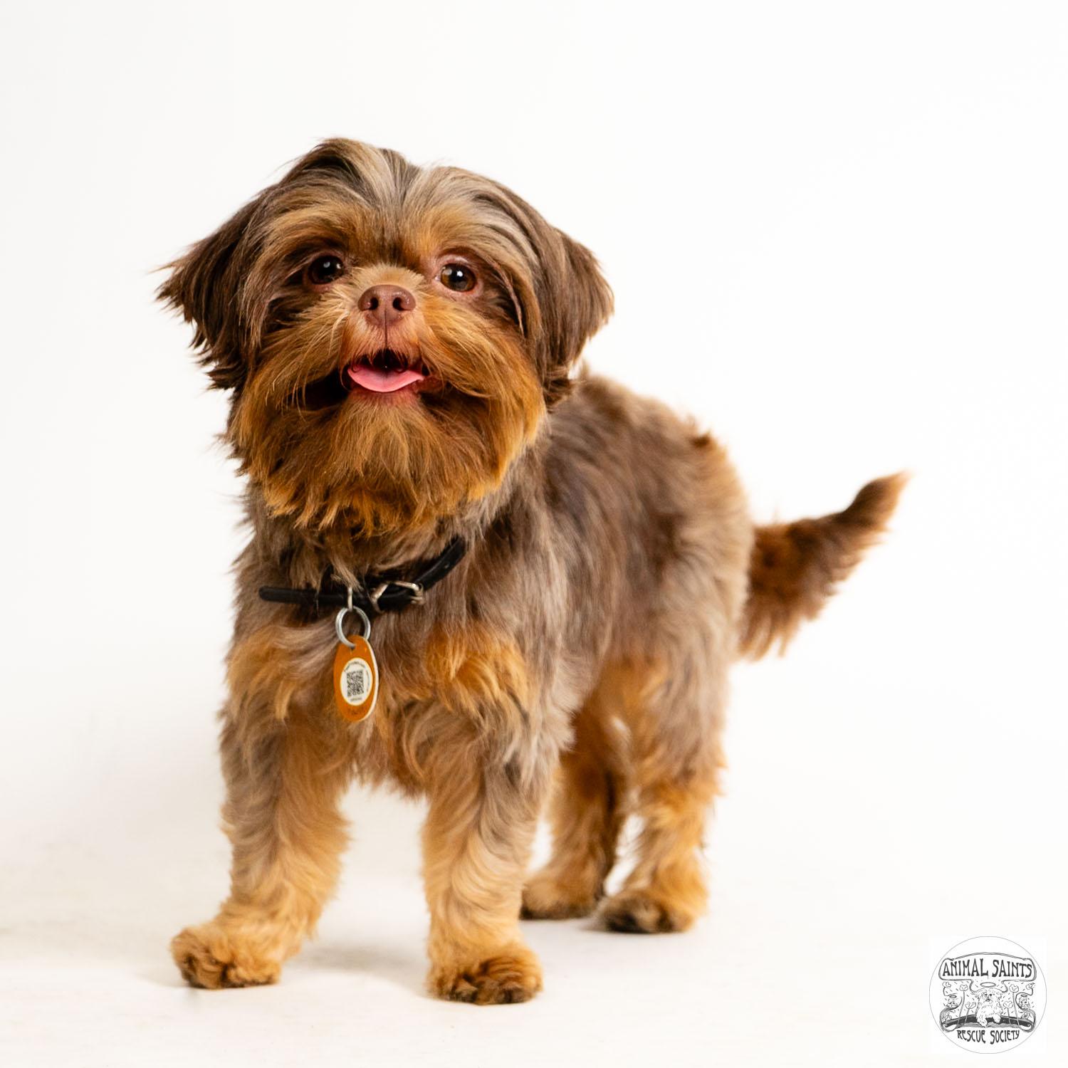 Enlarge Marilla, a Adoptable Shih Tzu in Fort Montgomery, NY image 3/5