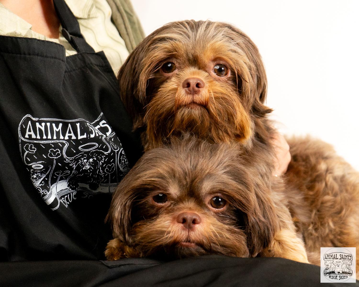 Enlarge Marilla, a Adoptable Shih Tzu in Fort Montgomery, NY image 4/5