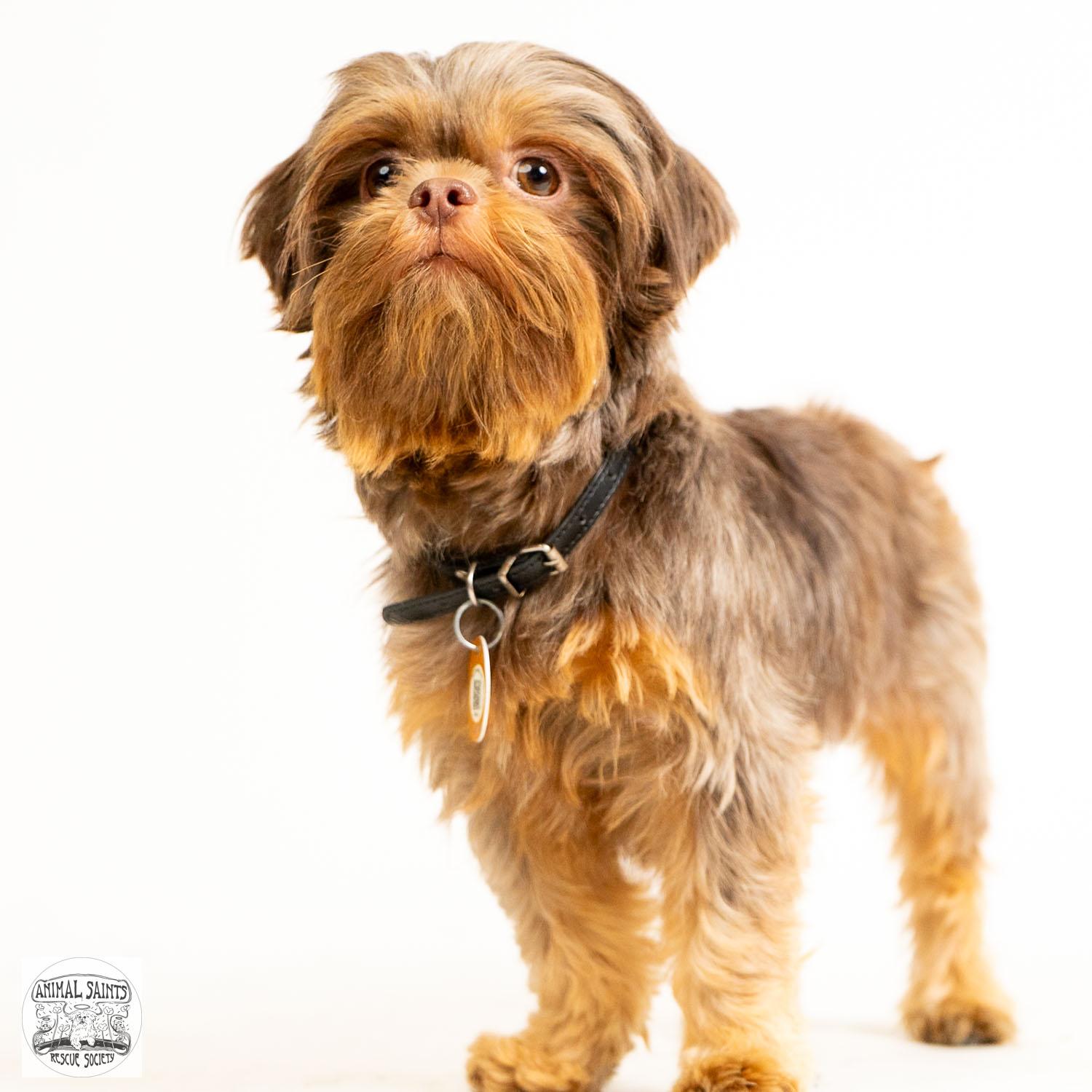 Enlarge Marilla, a Adoptable Shih Tzu in Fort Montgomery, NY image 2/5