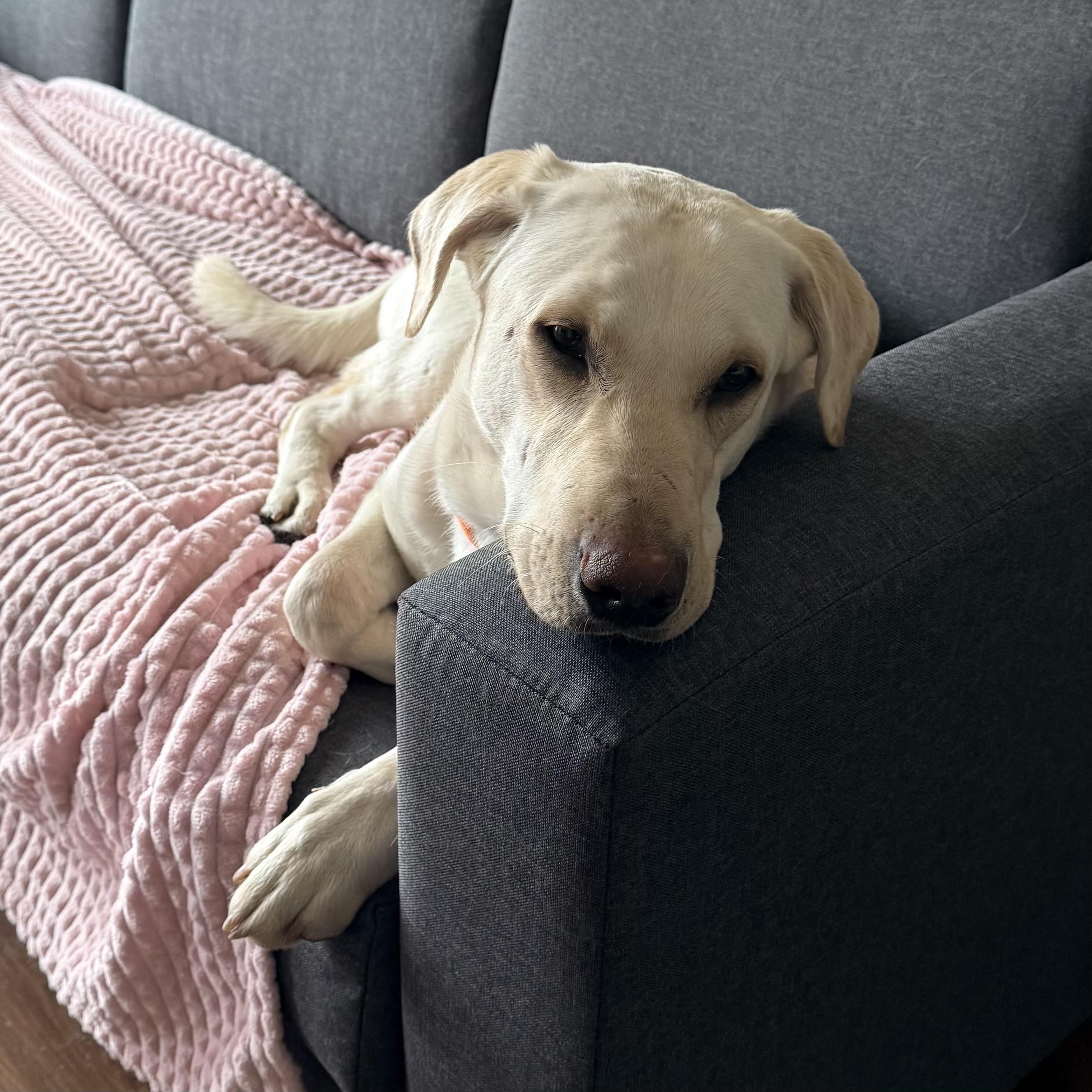 Kimmel — thumbnail 2