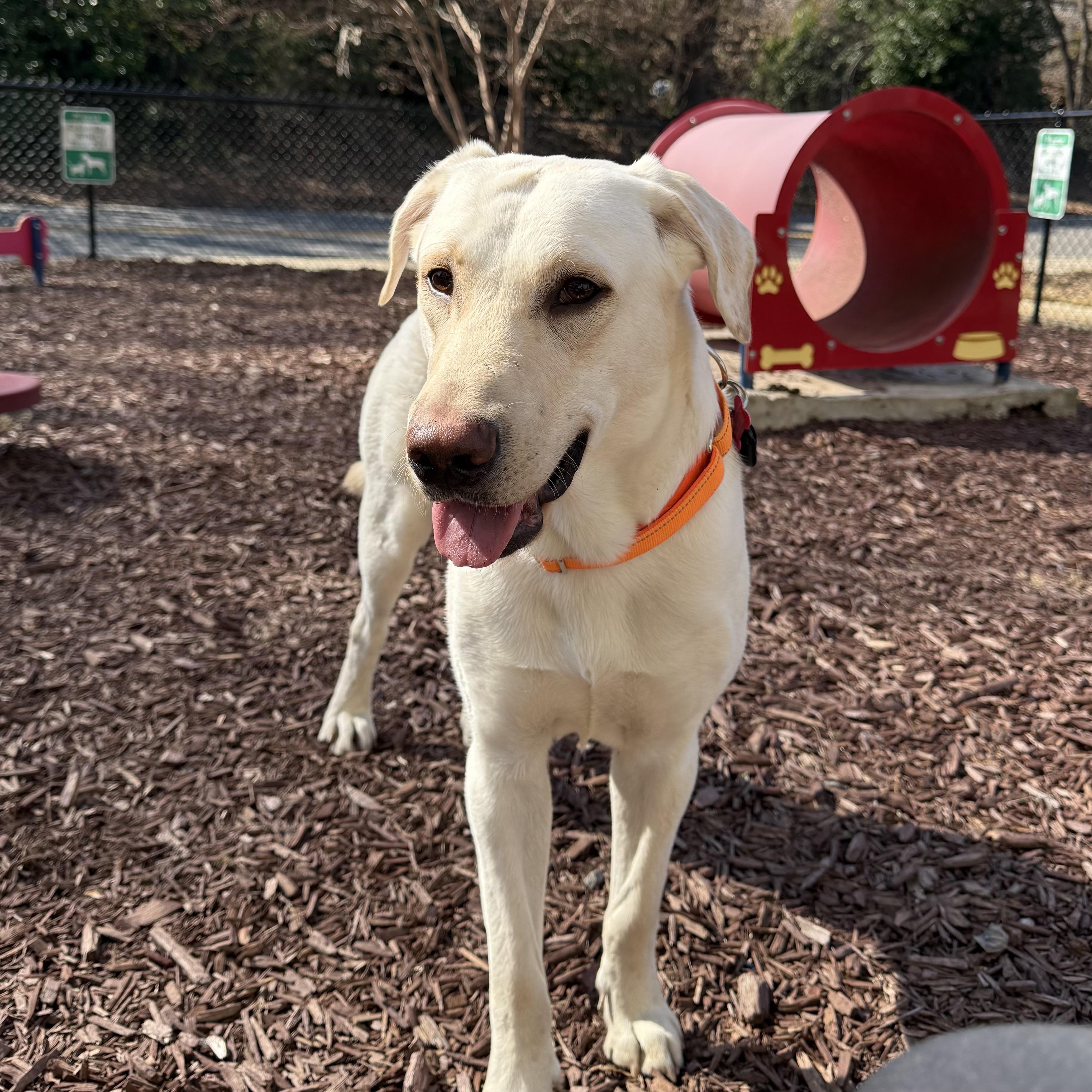 Kimmel — thumbnail 3