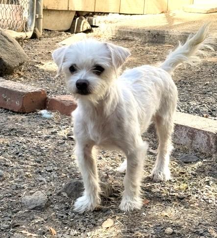 Enlarge Petey, an adopted mixed breed in Santa Rosa, CA image 4/5