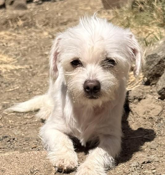 Enlarge Petey, an adopted mixed breed in Santa Rosa, CA image 1/5