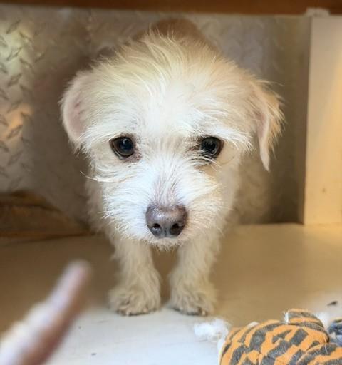Enlarge Petey, an adopted mixed breed in Santa Rosa, CA image 5/5