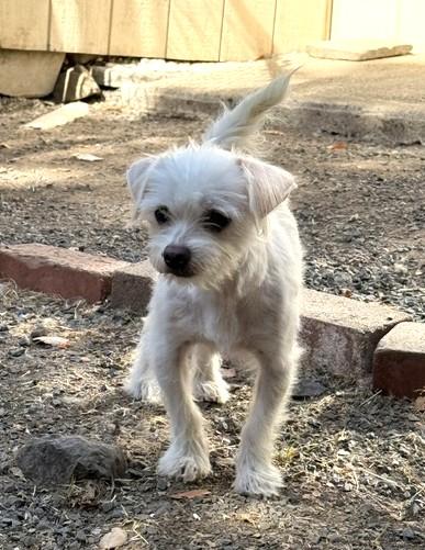 Enlarge Petey, an adopted mixed breed in Santa Rosa, CA image 3/5