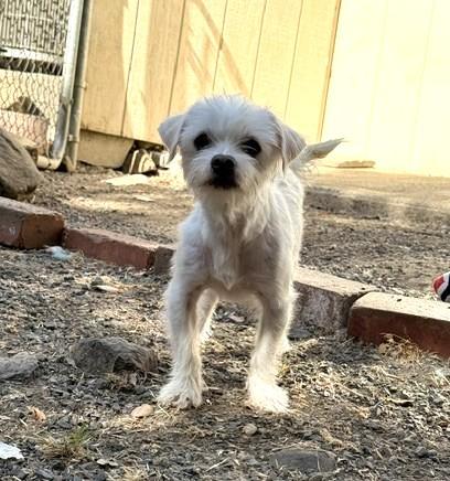 Enlarge Petey, an adopted mixed breed in Santa Rosa, CA image 2/5