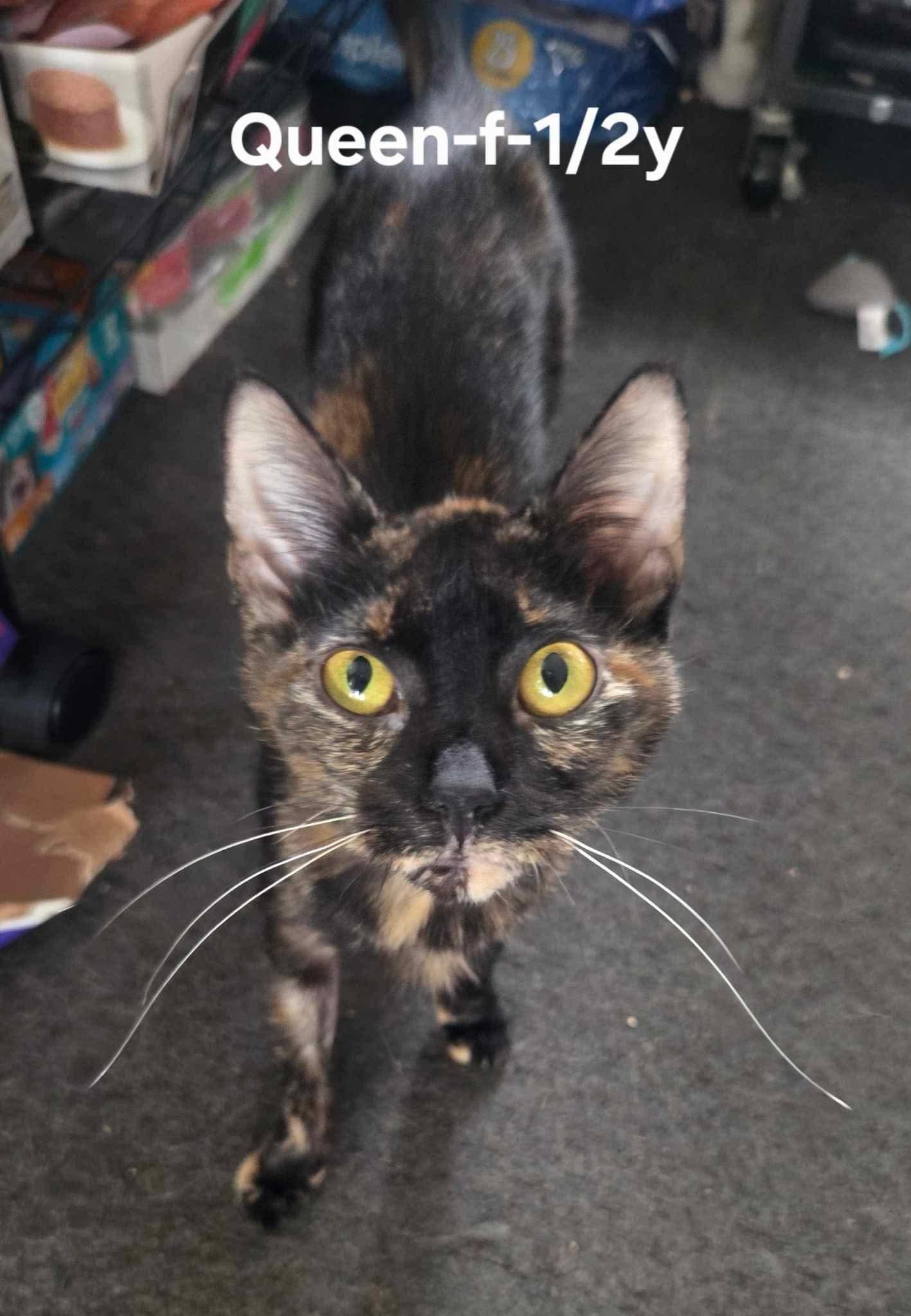 Enlarge Queen, a Adoptable Domestic Short Hair in Clymer, PA image 1/3