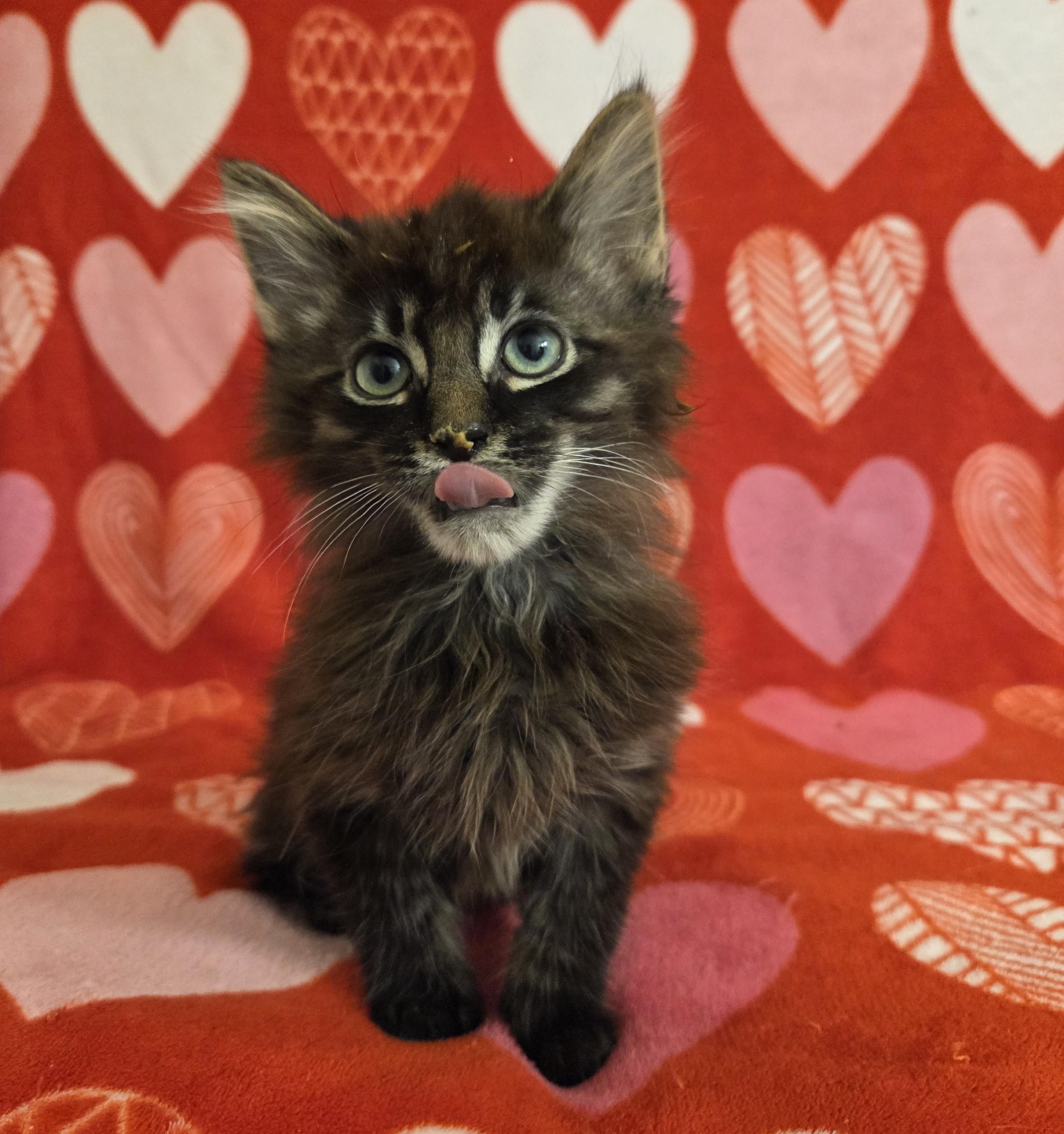 Pheonix, an adopted Domestic Medium Hair in Chilliwack, BC image 2/2