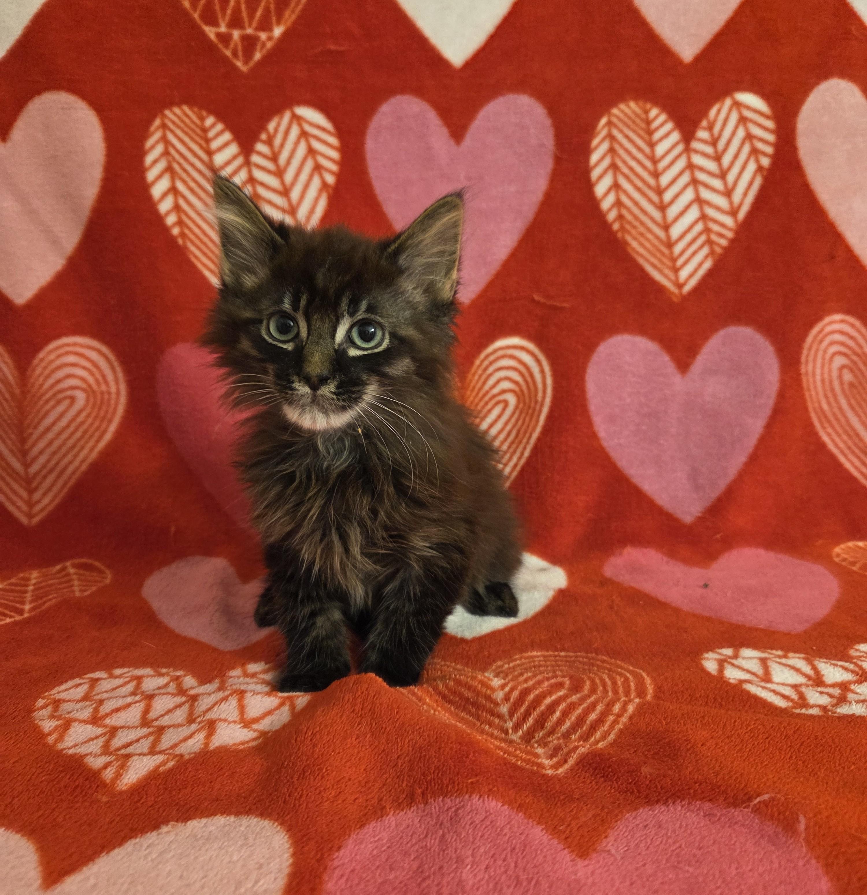 Pheonix, adopted, Kitten Male Domestic Medium Hair.