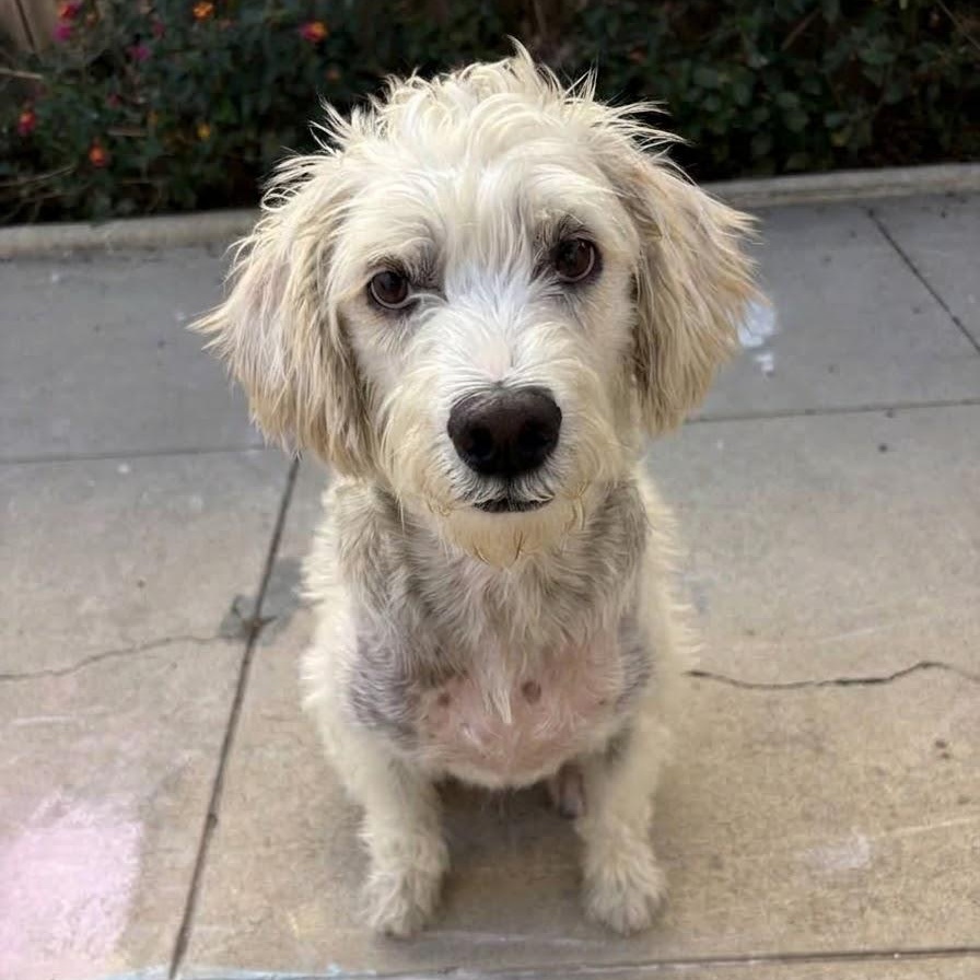 Enlarge Kiki - 29 pounds, a Adoptable mixed breed in Burbank, CA image 4/6