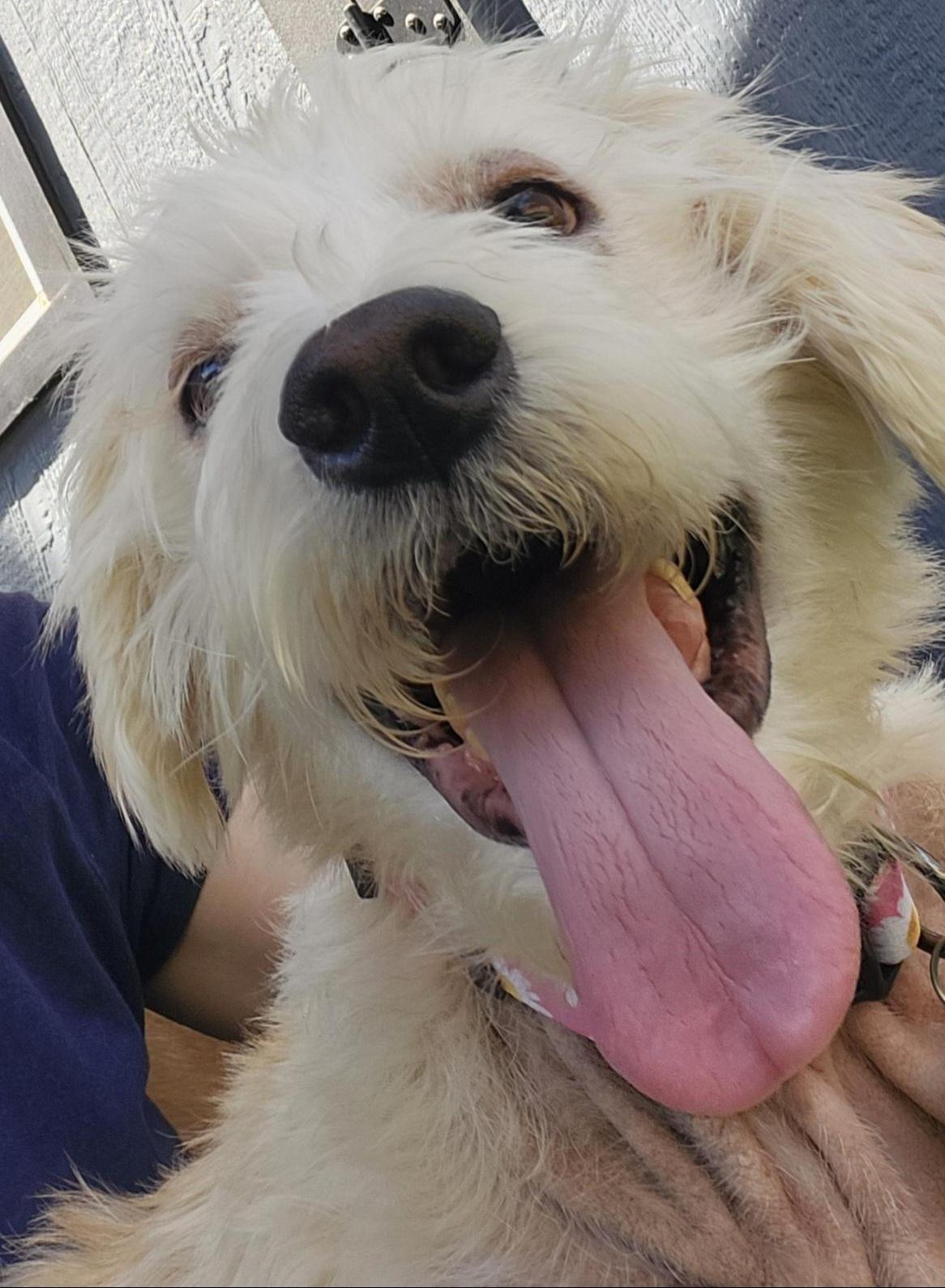 Enlarge Kiki - 29 pounds, a Adoptable mixed breed in Burbank, CA image 2/6
