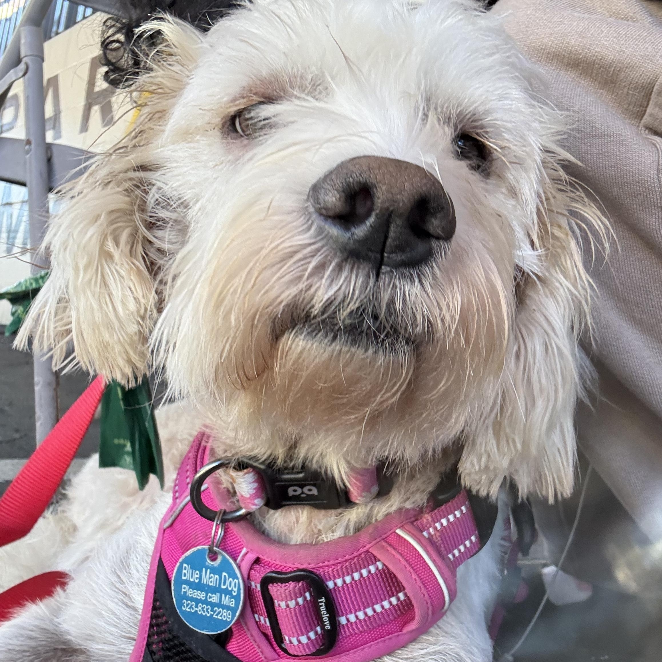 Kiki - 29 pounds, Adoptable, Adult Female Maltese & Poodle.