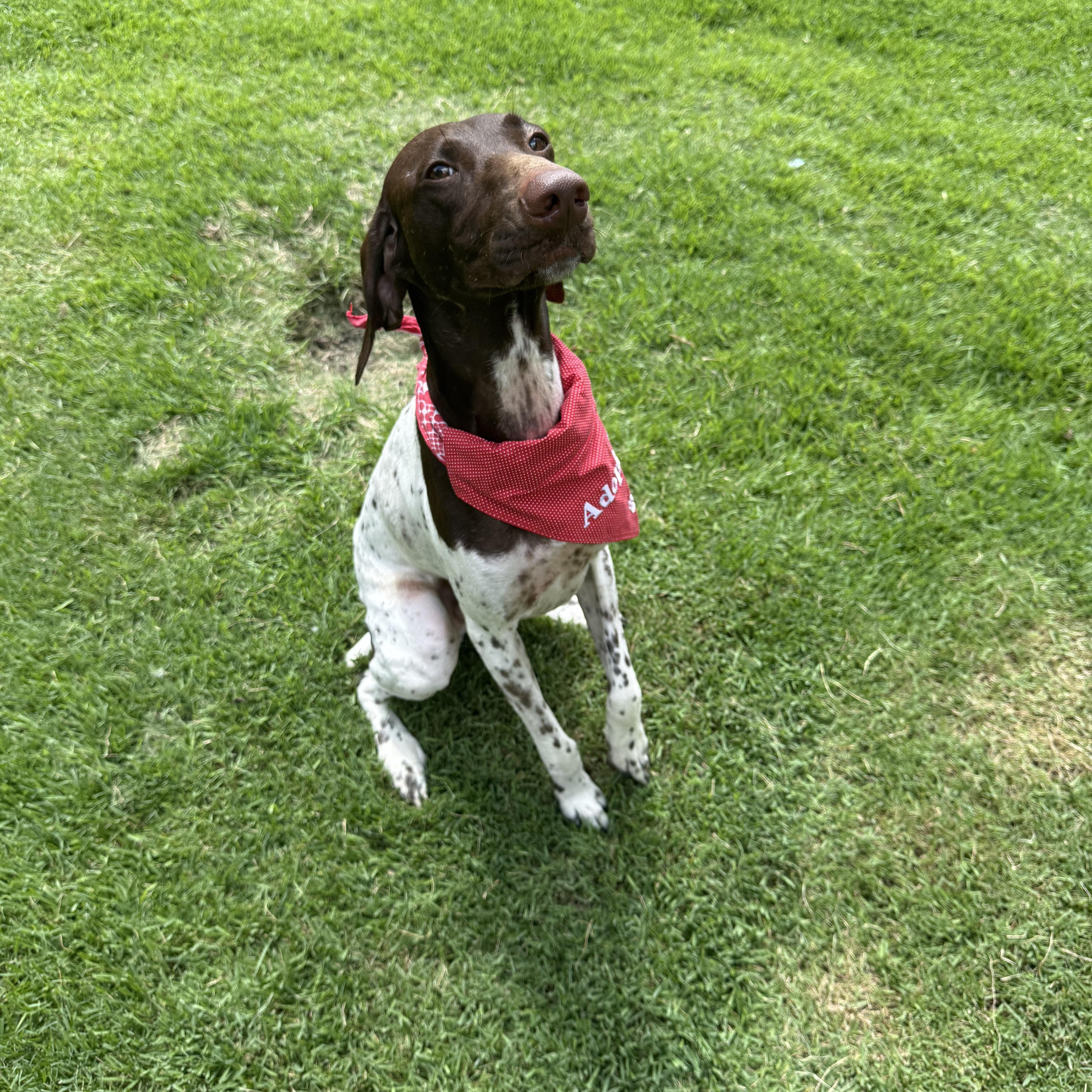 Enlarge Dash, a Adoptable German Shorthaired Pointer in Conroe, TX image 2/5