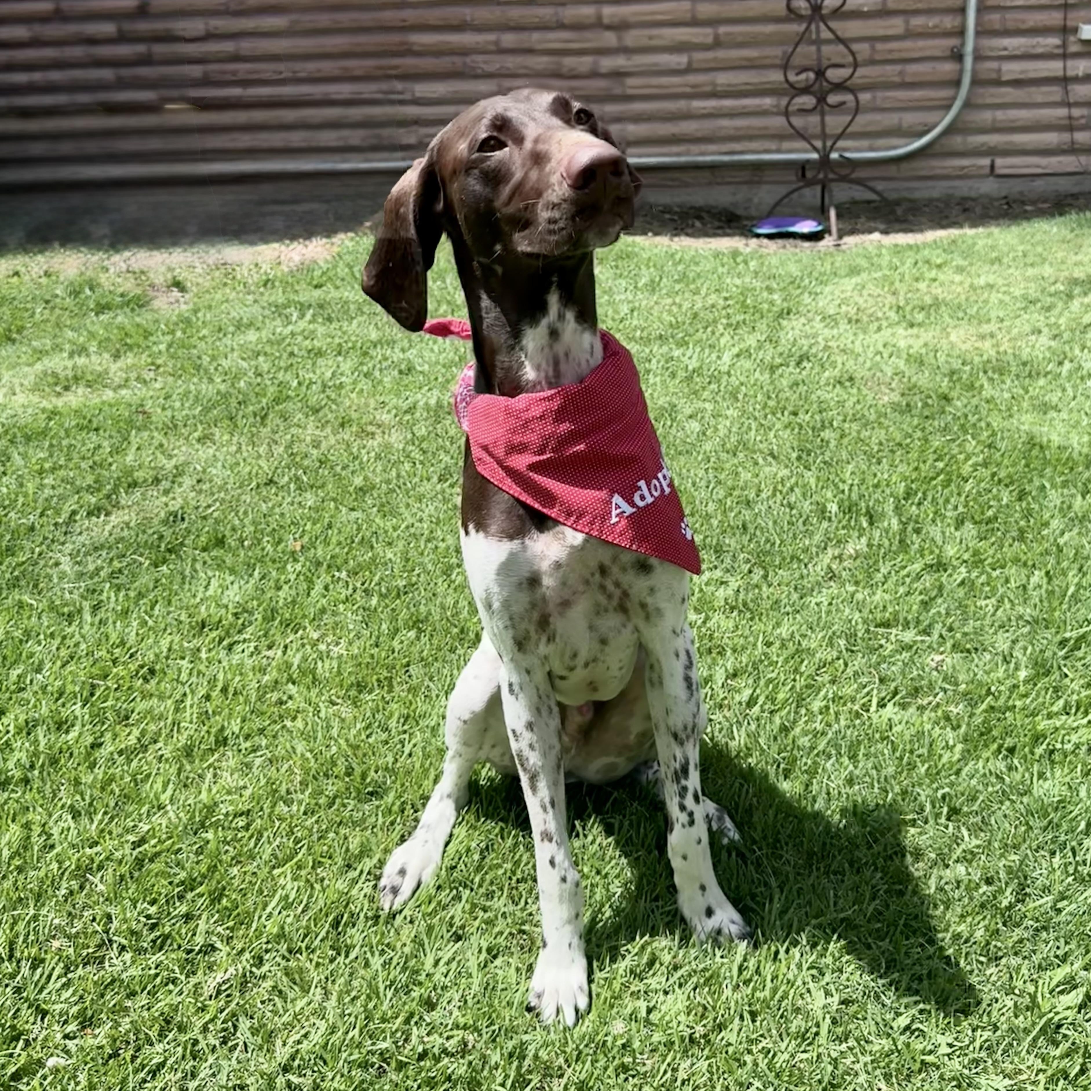Enlarge Dash, a Adoptable German Shorthaired Pointer in Conroe, TX image 1/5