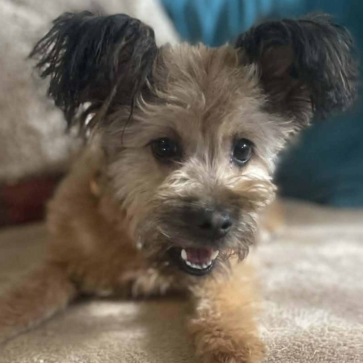Enlarge Johnny , a ADOPTABLE mixed breed in San Diego , CA image 2/4