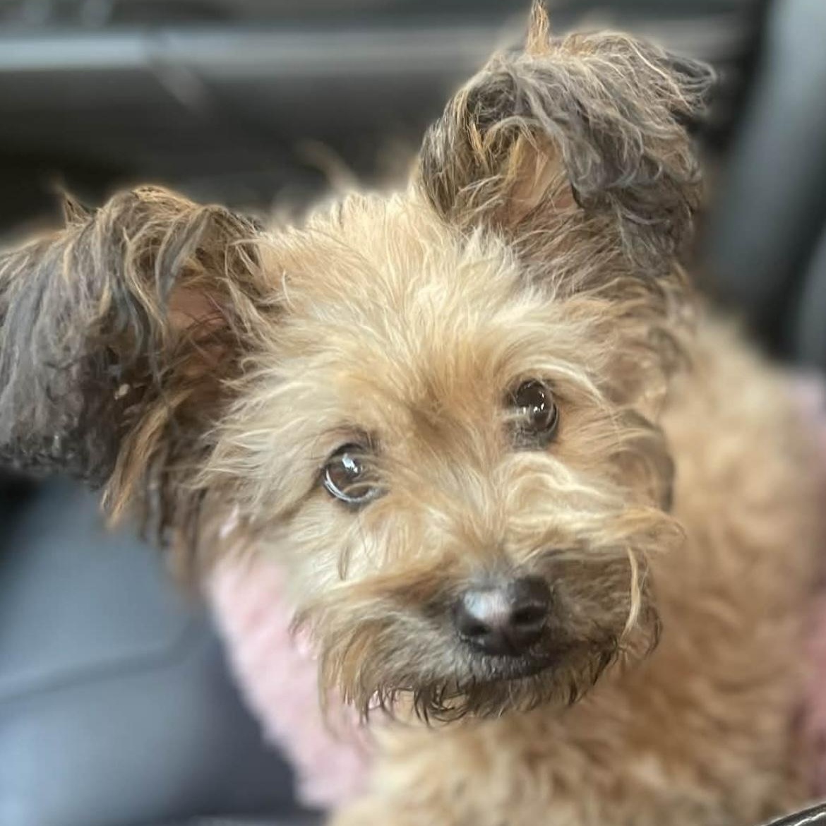 Enlarge Johnny , a ADOPTABLE mixed breed in San Diego , CA image 1/4