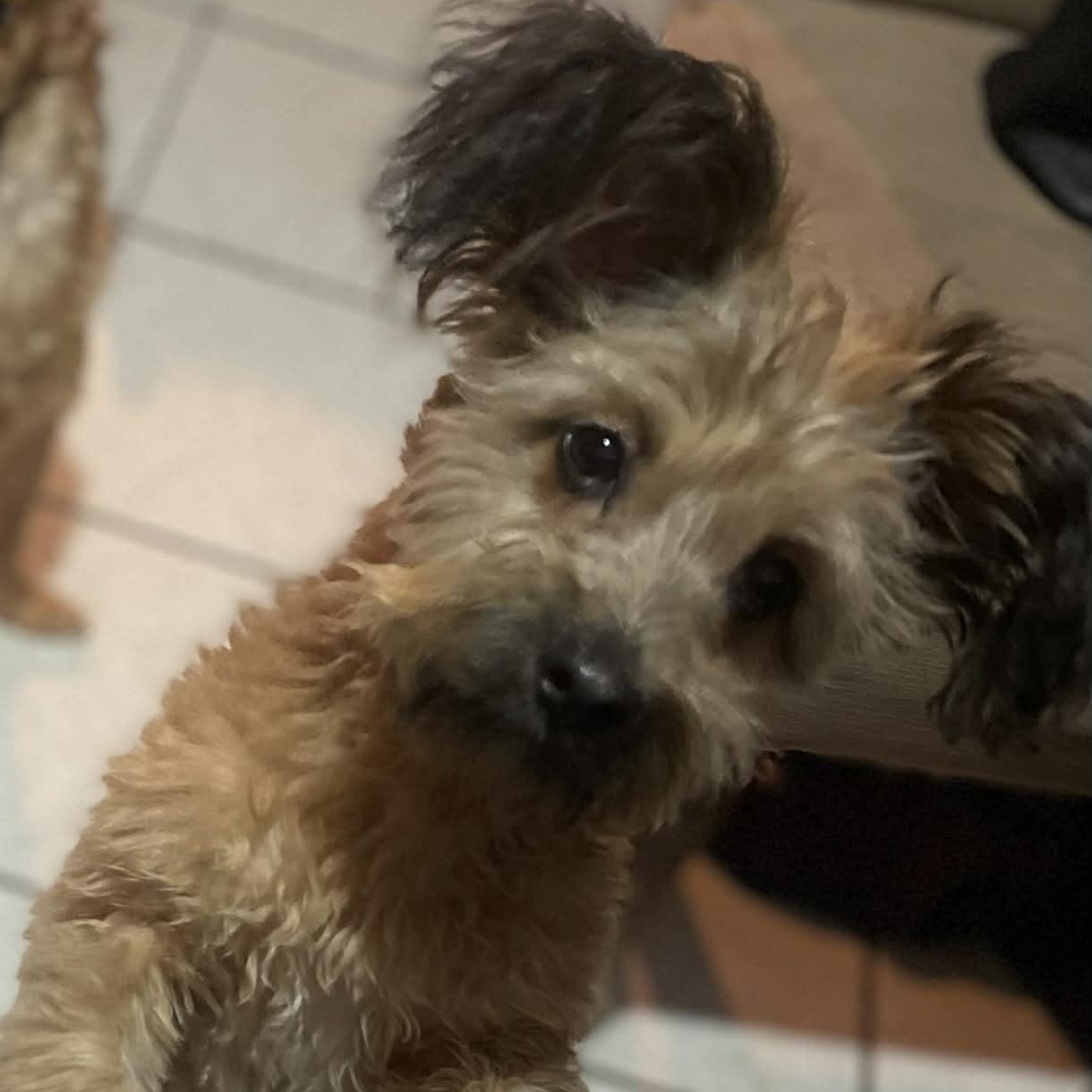 Enlarge Johnny , a ADOPTABLE mixed breed in San Diego , CA image 3/4