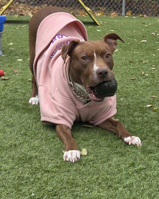 Mama, a Adoptable Pit Bull Terrier in Bloomfield, NJ image 2/6