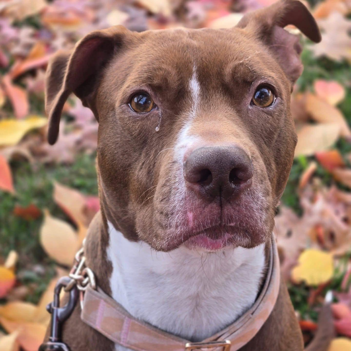 Mama, Adoptable, Adult Female Pit Bull Terrier.