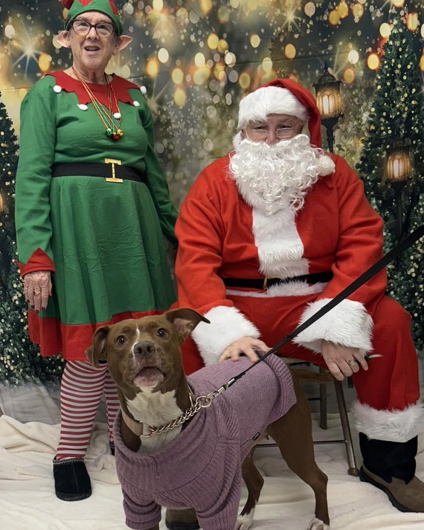 Mama, Adoptable, Adult Female Pit Bull Terrier.