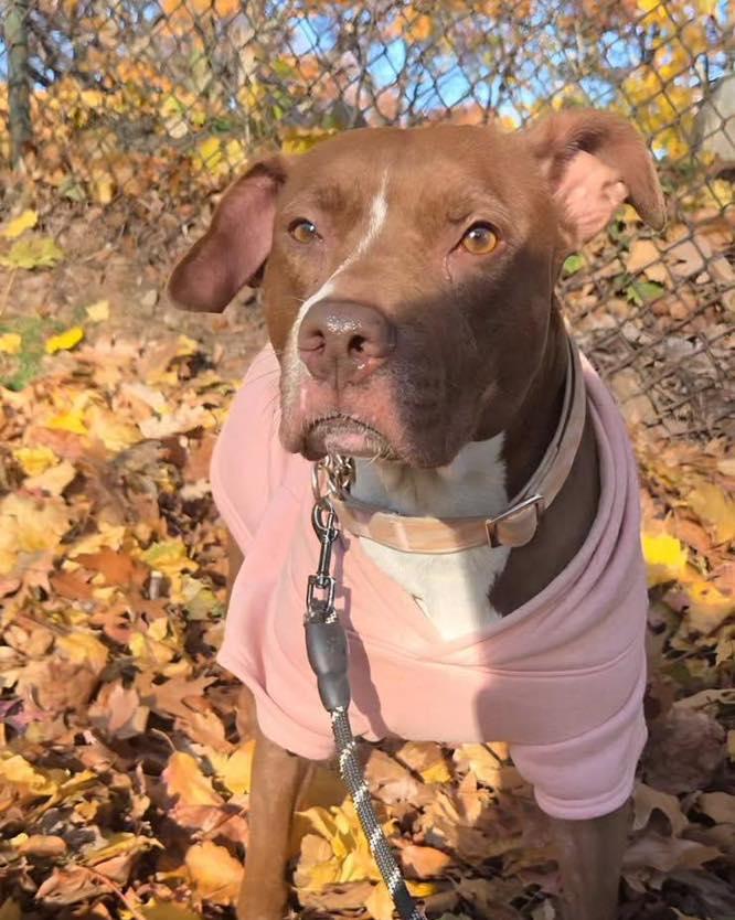 Mama, a Adoptable Pit Bull Terrier in Bloomfield, NJ image 1/6