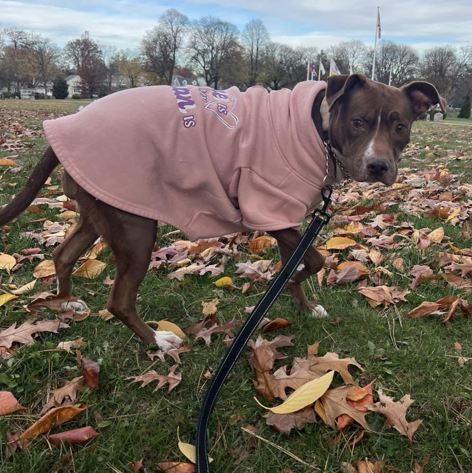Mama, a Adoptable Pit Bull Terrier in Bloomfield, NJ image 4/6